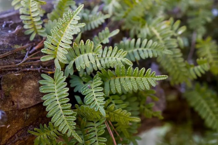 les plantes qui poussent dans l'eau - la fougère de la résurrection