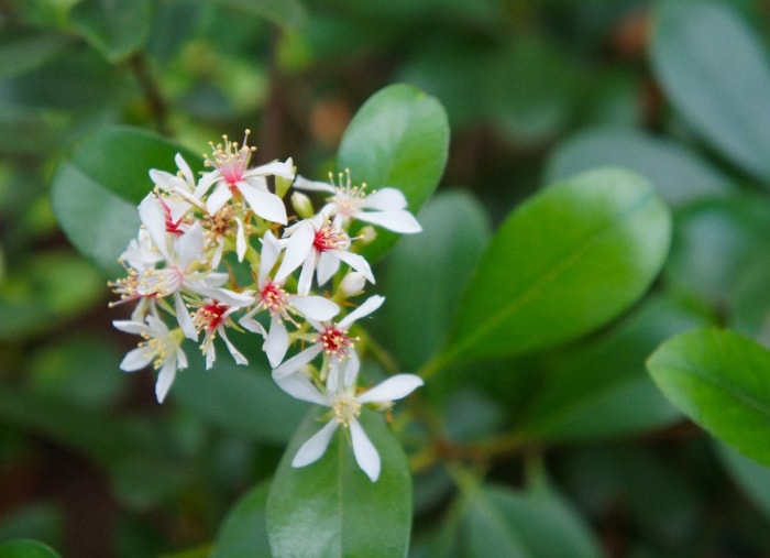 50 plantes qui prospèrent dans n’importe quel jardin