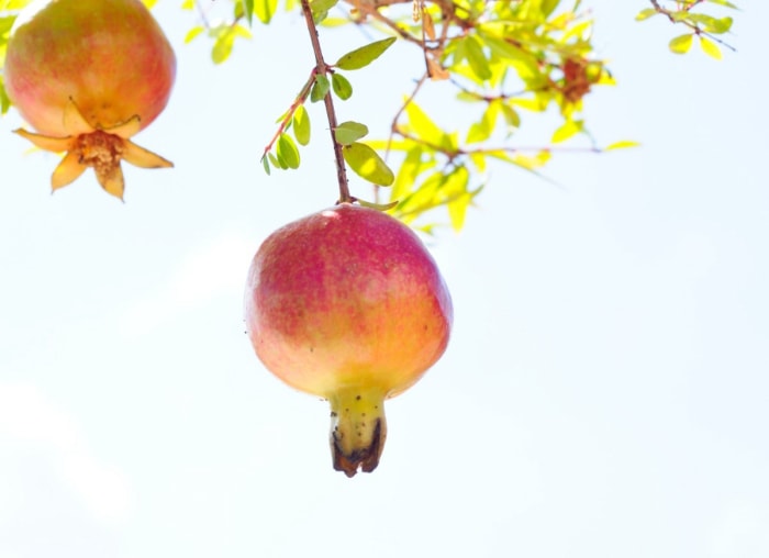 10 arbres fruitiers d'intérieur que vous pouvez cultiver chez vous toute l'année