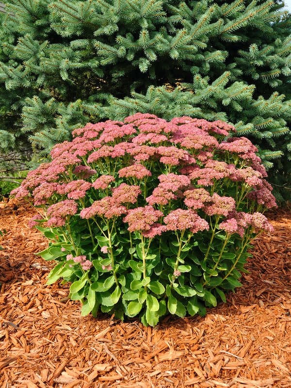 Sedum joie d'automne (Hylotelephium spectabile 'Joie d'automne')