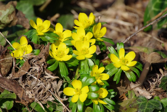 Petites fleurs jaunes