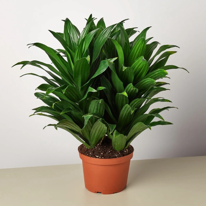 Dracaena en pot avec des feuilles vertes et touffues