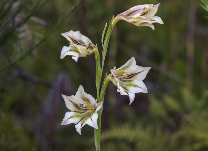 15 fleurs fascinantes qui fleurissent uniquement la nuit