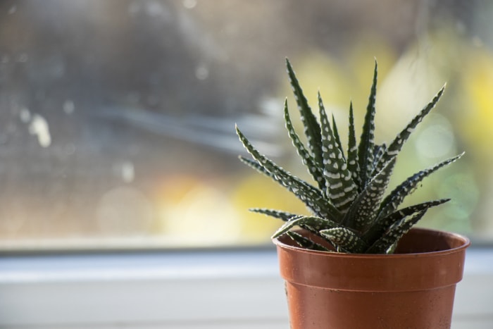 Haworthia succulente sur une fenêtre, lumière du jour