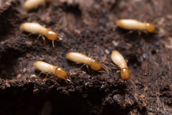 Coût de réparation des dégâts causés par les termites