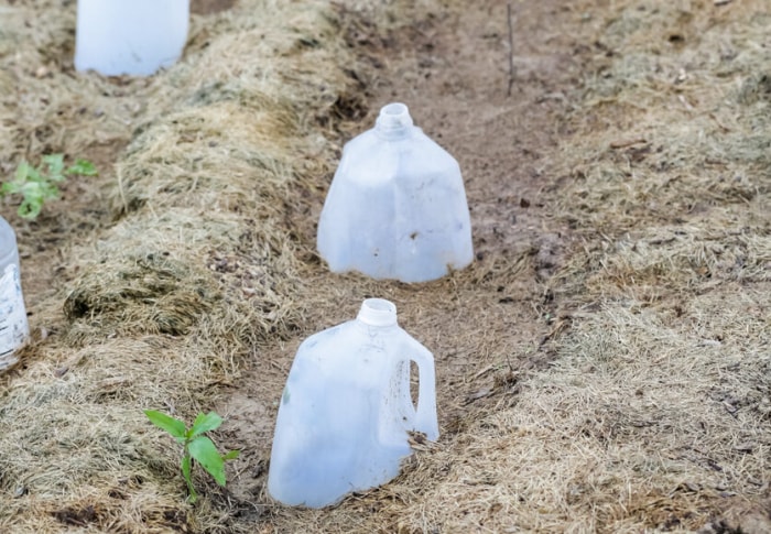 semis d'hiver avec des pots de lait