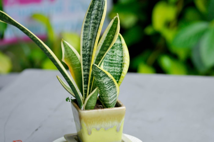 plantes d'intérieur à faible luminosité petite plante serpent en pot