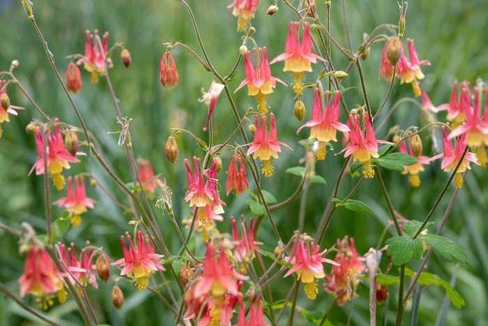 Ancolie rouge du Canada (Aquilegia canadensis).