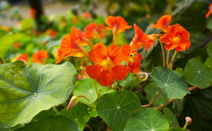 Plante de capucine orange poussant dans le jardin.