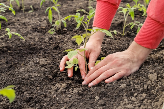 Des mains féminines plantent des plants de tomates dans le sol, gros plan