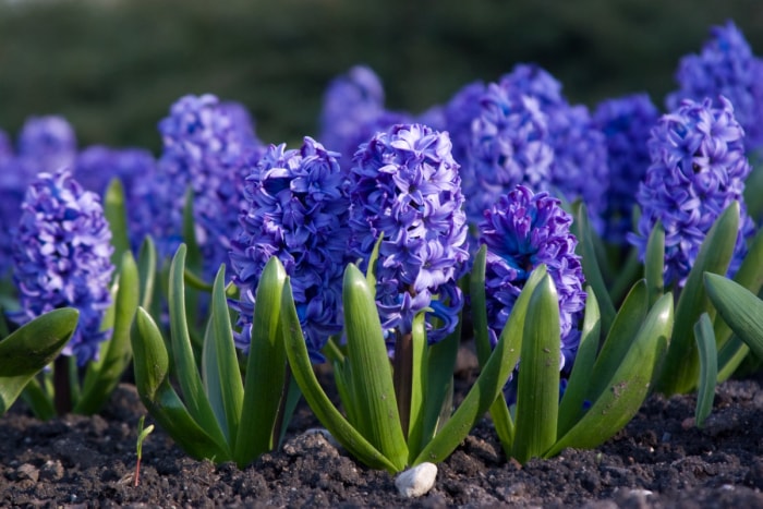 Plantes de jacinthe bleue