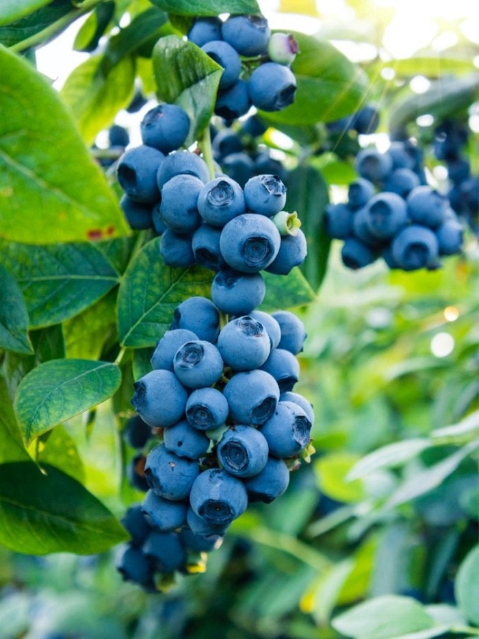 Les légumes, fruits et herbes à croissance rapide pour les jardiniers impatients