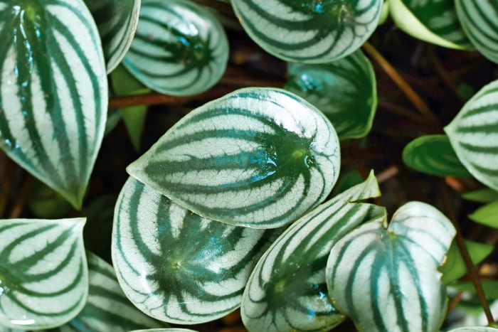 plantes d'intérieur à faible luminosité peperomia gros plan feuilles blanches et vertes