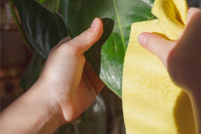 3 bonnes raisons de dépoussiérer vos plantes d’intérieur – et comment le faire