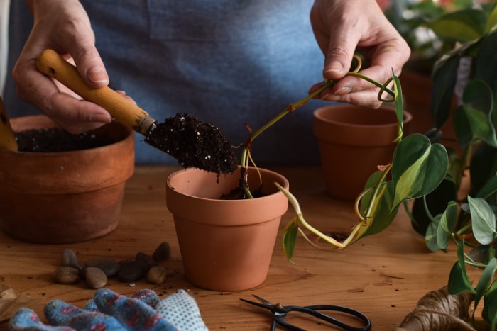 La femme propage une bouture de pothos avec des racines nues dans de la terre dans un petit pot.