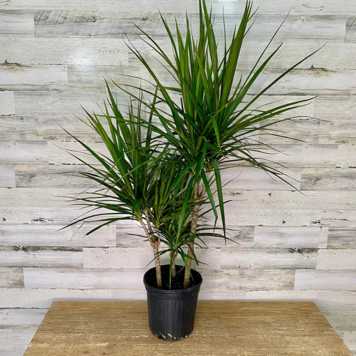 Dracaena à feuilles fines