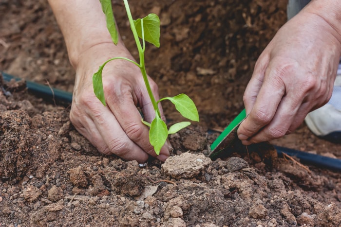 8 erreurs de plantation