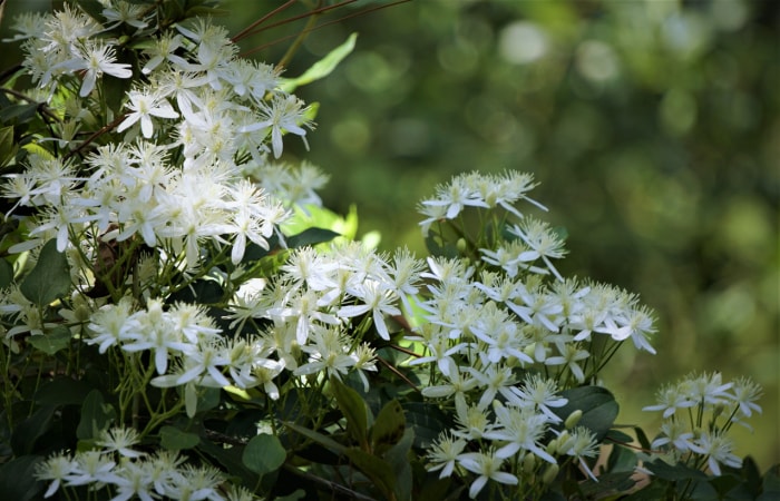 fleurs d'été