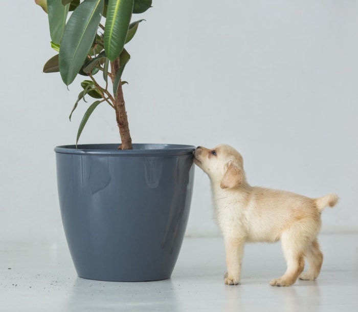 chiot regardant une plante d'intérieur