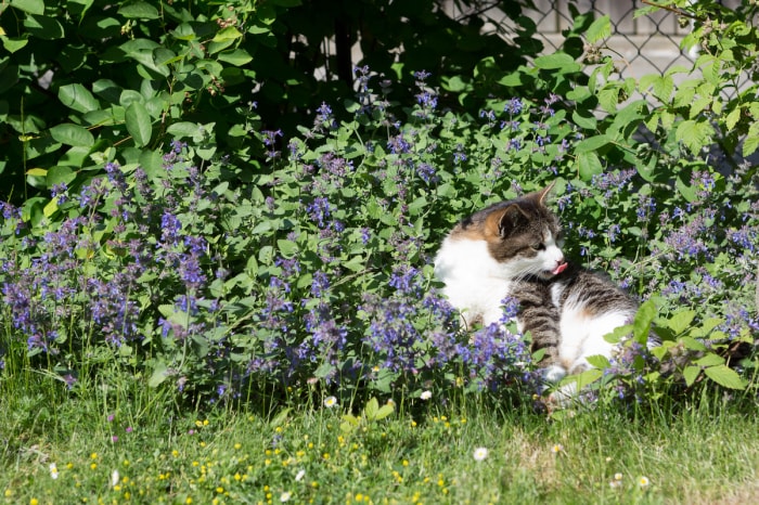 Un chat tabby blanc et brun assis parmi des plantes d'herbe à chat en fleurs.