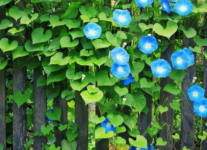 Plantes grimpantes en fleurs : 8 remèdes pour le jardin commun