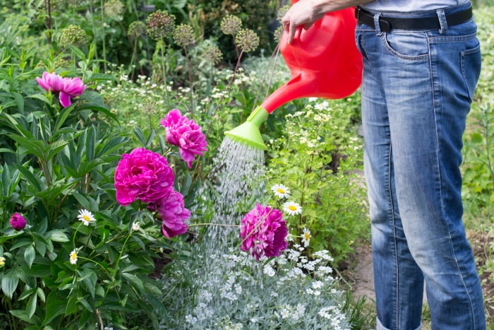 Un homme en jean utilise un arrosoir rouge pour arroser un buisson de pivoines.