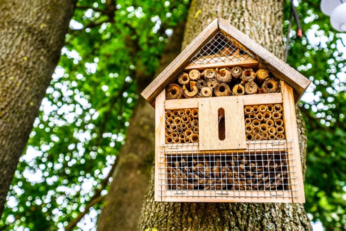 10 façons de rendre votre jardin plus propice aux abeilles