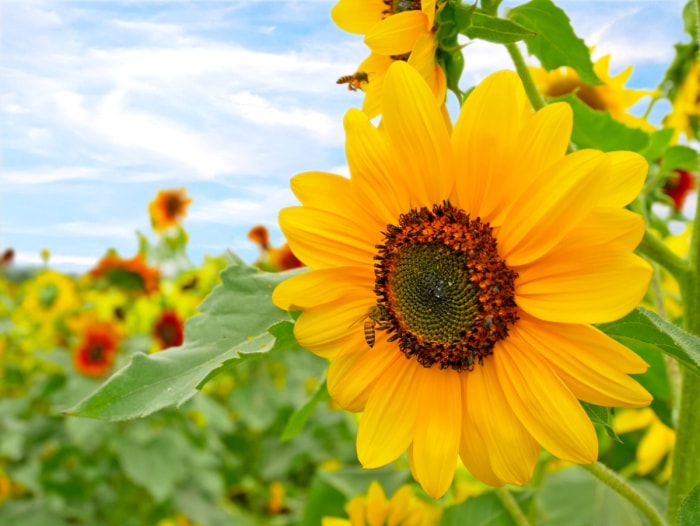 fleurs qui attirent les abeilles - tournesol jaune vif avec abeille