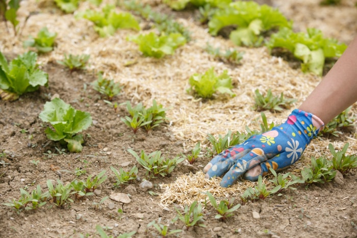 Gel et légumes