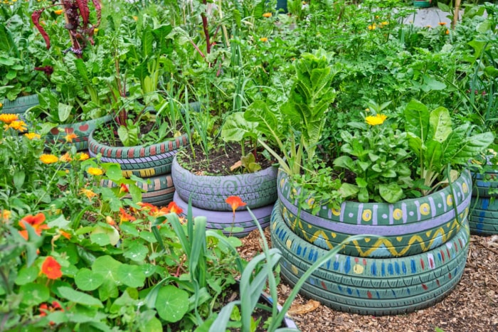 Des pneus peints de motifs multicolores sont transformés en jardinières.