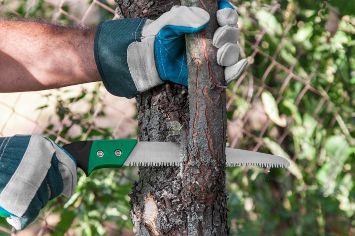 iStock-487470572 erreurs d'élagage élagage des arbres