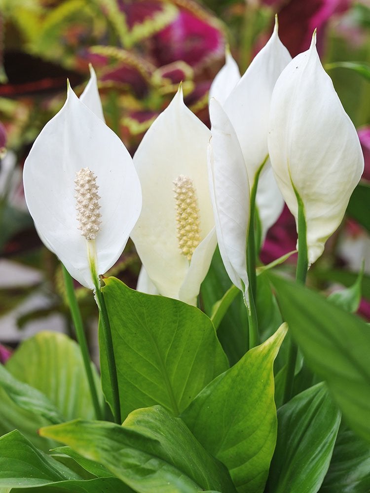 Comptez sur ces 25 plantes d'intérieur pour une couleur facile toute l'année