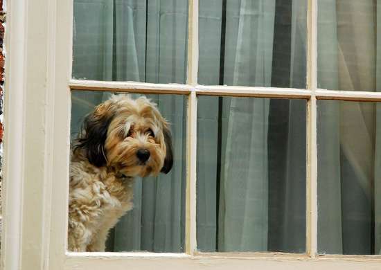 Chien regardant par la fenêtre avec des rideaux derrière lui