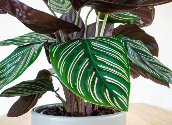 Les 12 plantes d'intérieur les plus tendance pour votre bureau à domicile, selon les masses