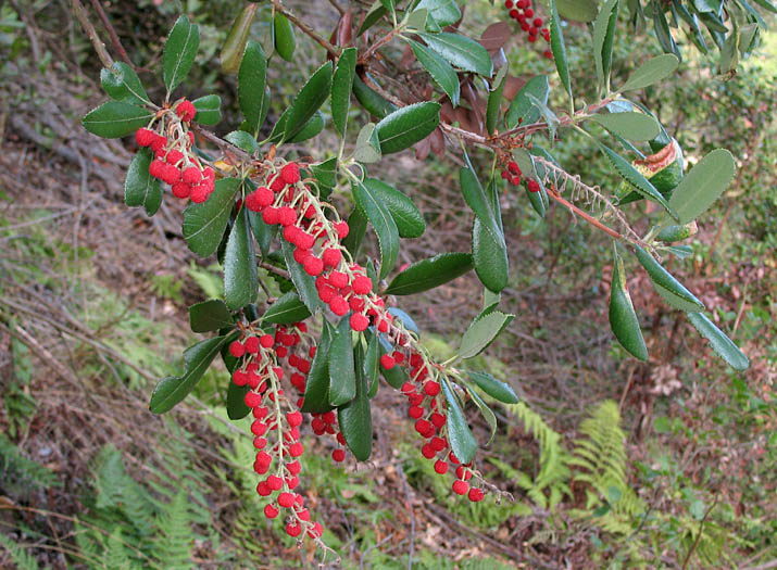 Comarostaphylis à feuilles diverses