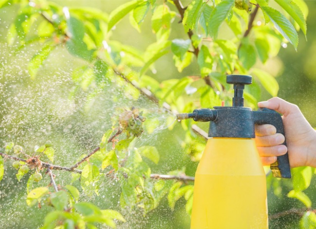 quand pulvériser les arbres fruitiers