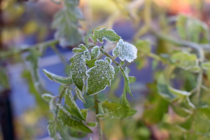 Macro de feuilles de plants de tomates avec du gel