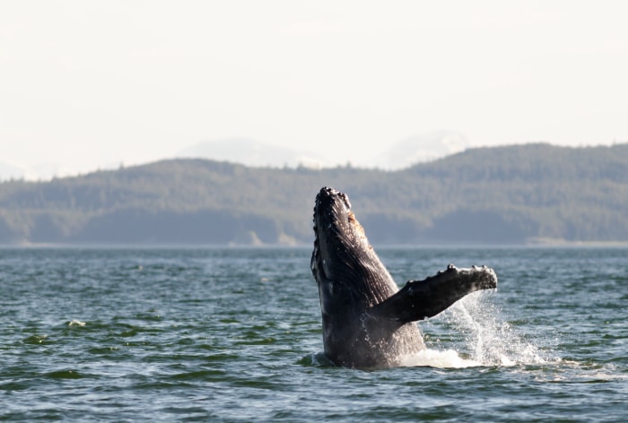 Baleine à bosse au large d'une côte de l'Alaska