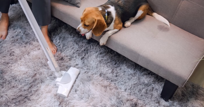 Une femme nettoie les poils de chien à la maison.