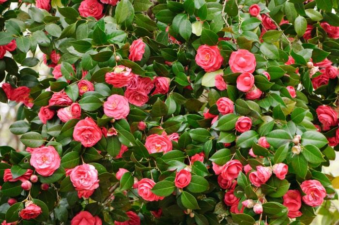 Un buisson de camélias plein de fleurs rouges.