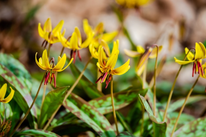 Violette à dents de chien (Erythronium americanum) poussant en groupe.