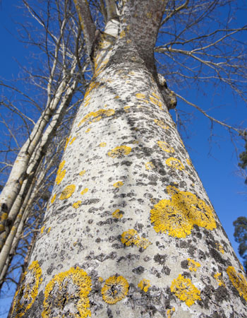 Arbres blancs Peuplier européen