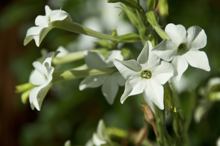 Magnifique gros plan des fleurs blanches en forme de trompette du tabac jasminé.