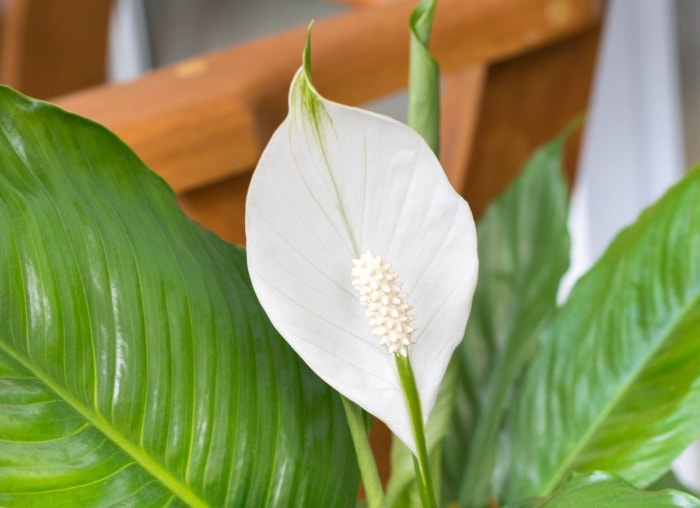 Les 12 plantes d'intérieur les plus tendance pour votre bureau à domicile, selon les masses