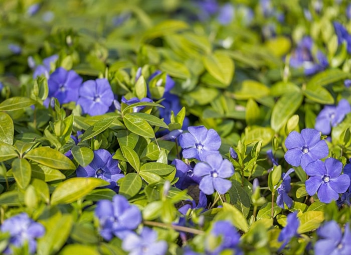 50 plantes qui prospèrent dans n’importe quel jardin