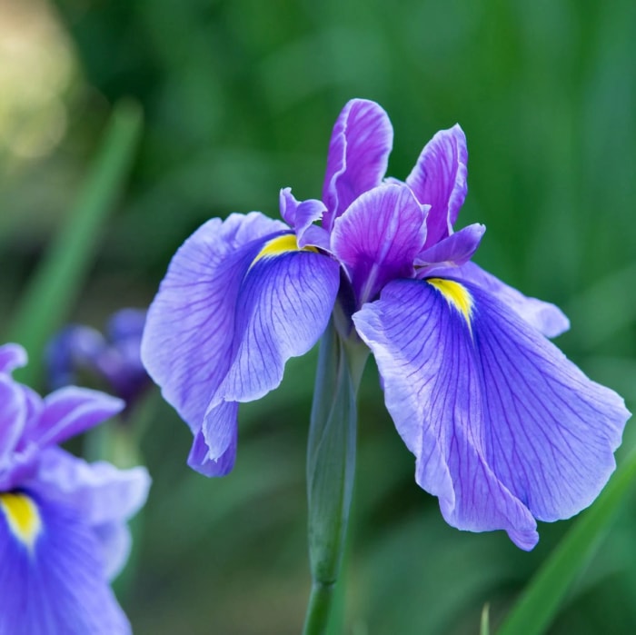 Fleur d'iris drapeau bleu avec un peu de jaune sur les pétales.