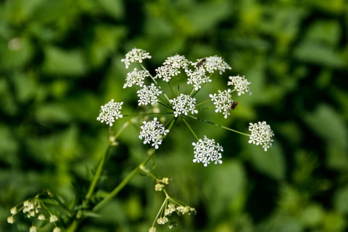 Water hemlock (Conium maculatum) flowers