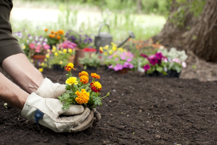 10 choses que tout jardinier devrait savoir sur les mains gantées lors de la plantation de soucis