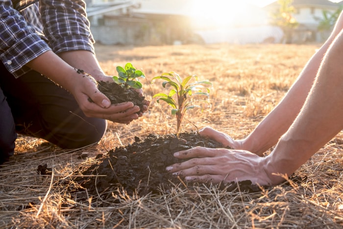 Les mains de deux personnes'plantent des semis dans des collines de paillis de bois entourées de paillis de paille.