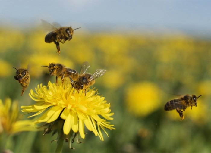 10 façons de rendre votre jardin plus propice aux abeilles